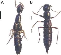 Attēlu rezultāti vaicājumam “Staphylinidae”