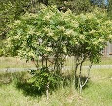 Attēlu rezultāti vaicājumam “Rhus typhina”