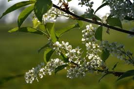Attēlu rezultāti vaicājumam “Padus avium leaf”