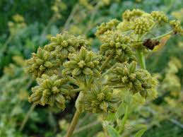 Attēlu rezultāti vaicājumam “Levisticum officinale”