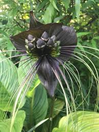 Image result for Tacca chantrieri