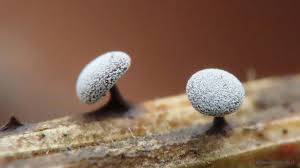 Attēlu rezultāti vaicājumam “Didymium clavus”