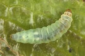 Attēlu rezultāti vaicājumam “Argyresthiidae”