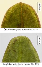 Attēlu rezultāti vaicājumam “Tortula lingulata”
