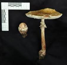 Attēlu rezultāti vaicājumam “Amanita rubescens”
