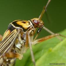 Attēlu rezultāti vaicājumam “Rhabdomiris striatellus imago”