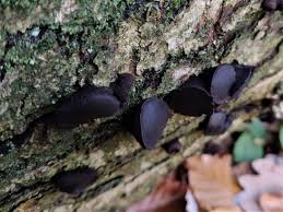 Attēlu rezultāti vaicājumam “Bulgaria inquinans”