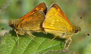 Attēlu rezultāti vaicājumam “Ochlodes sylvanus male”