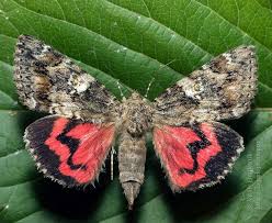 Attēlu rezultāti vaicājumam “Catocala sponsa”