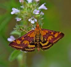 Attēlu rezultāti vaicājumam “Pyrausta purpuralis”