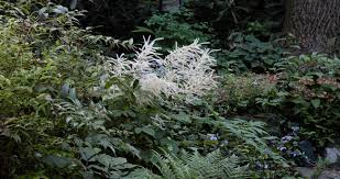Image result for Aruncus dioicus