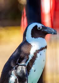 Image result for Spheniscus demersus