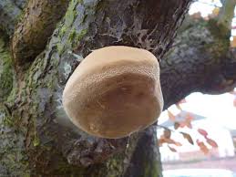 Attēlu rezultāti vaicājumam “Phellinus pomaceus”