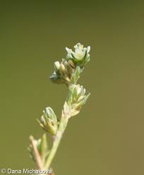 Attēlu rezultāti vaicājumam “Scleranthus perennis”