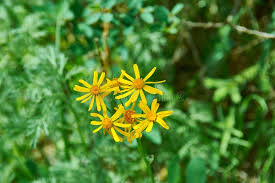 Attēlu rezultāti vaicājumam “Ligularia sibirica”