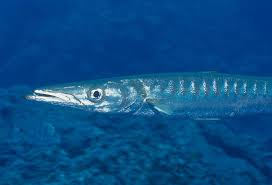 Image result for Sphyraena viridensis