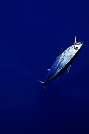 Image result for Katsuwonus pelamis