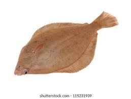 Image result for Limanda limanda