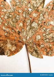 Attēlu rezultāti vaicājumam “Sawadaea tulasnei”