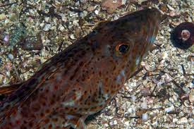 Image result for Ophiodon elongatus