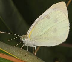 Attēlu rezultāti vaicājumam “Pieris rapae underside”