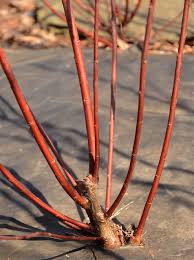 Attēlu rezultāti vaicājumam “Salix daphnoides subsp. acutifolia bud”