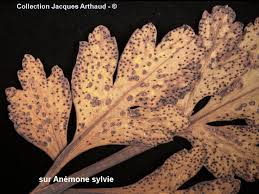 Attēlu rezultāti vaicājumam “Tranzschelia pruni-spinosae spores”