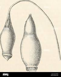 Attēlu rezultāti vaicājumam “Bryum pallescens sporophyte”
