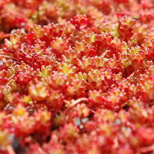 Image result for Sedum album `Coral Carpet`