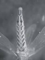 Attēlu rezultāti vaicājumam “Siphlonurus male”