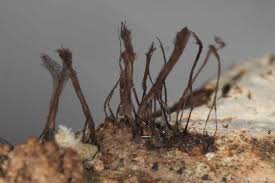 Attēlu rezultāti vaicājumam “Stemonitopsis amoena stalked”