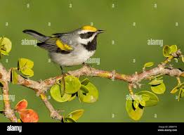 Image result for Vermivora chrysoptera