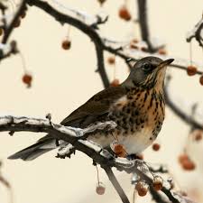 Attēlu rezultāti vaicājumam “Turdus pilaris adult”