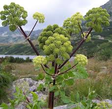 Attēlu rezultāti vaicājumam “Angelica archangelica leaf”