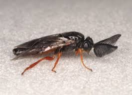 Attēlu rezultāti vaicājumam “Neodiprion sertifer larva”