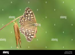 Attēlu rezultāti vaicājumam “Pararge aegeria upperside”