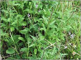 Image result for Verbena officinalis