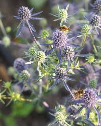 Attēlu rezultāti vaicājumam “Eryngium planum”