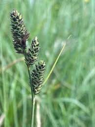 Attēlu rezultāti vaicājumam “Carex hartmanii”