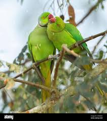 Image result for Psittacula krameri