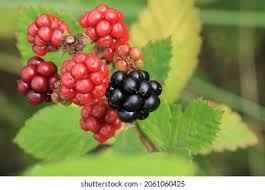 Attēlu rezultāti vaicājumam “Rubus nessensis fruit”