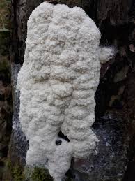 Attēlu rezultāti vaicājumam “Brefeldia maxima spores”