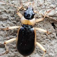 Attēlu rezultāti vaicājumam “Nebria livida”