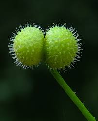 Attēlu rezultāti vaicājumam “Galium album fruit”