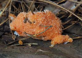 Attēlu rezultāti vaicājumam “Dictydiaethalium plumbeum spores”