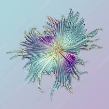 Attēlu rezultāti vaicājumam “Hippophae rhamnoides leaf”