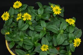 Image result for Sanvitalia procumbens