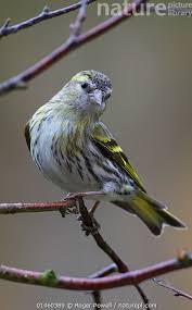 Attēlu rezultāti vaicājumam “Carduelis spinus female”