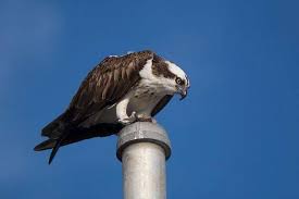 Attēlu rezultāti vaicājumam “Pandion haliaetus adult”
