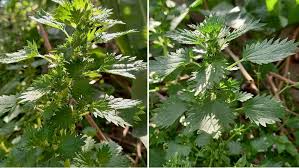 Attēlu rezultāti vaicājumam “Urtica urens”